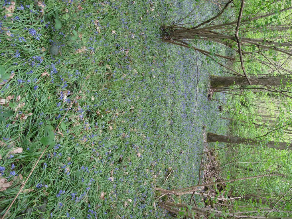 Hyacinthoides non-scripta